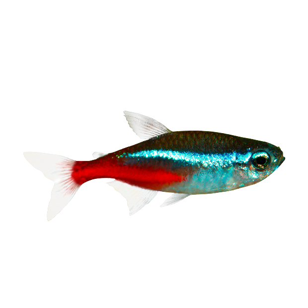 Imagem do peixe Tetra Neon